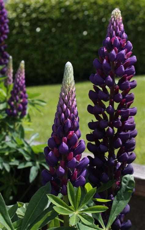 Pin By Risky On Blossoms Lupine Flowers Amazing Flowers Cottage