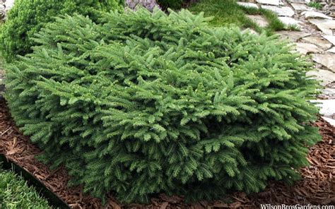 Buy Birds Nest Spruce Picea Abies Nidiformis Free Shipping