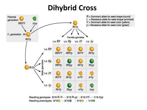 PPT - Monohybrid Cross PowerPoint Presentation - ID:2225907