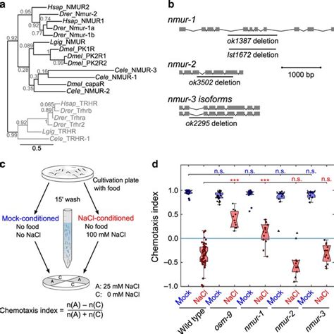 The C Elegans Neuromedin U Receptor Ortholog Nmur 1 Regulates