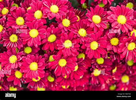 Pattern flower wall texture for background Stock Photo - Alamy