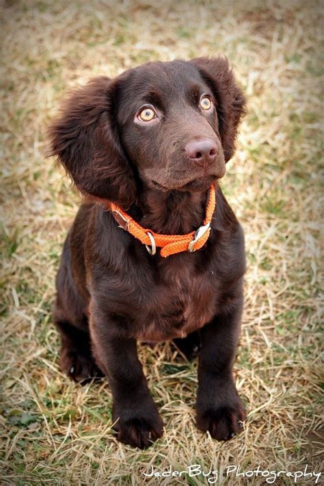 Boykin Spaniel Cute Animals Cute Dogs Cute Puppies