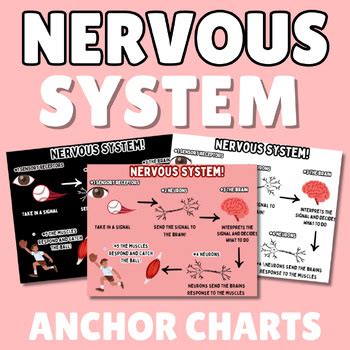 Nervous System Anchor Charts Sensory Receptor Response Visual Aid Poster