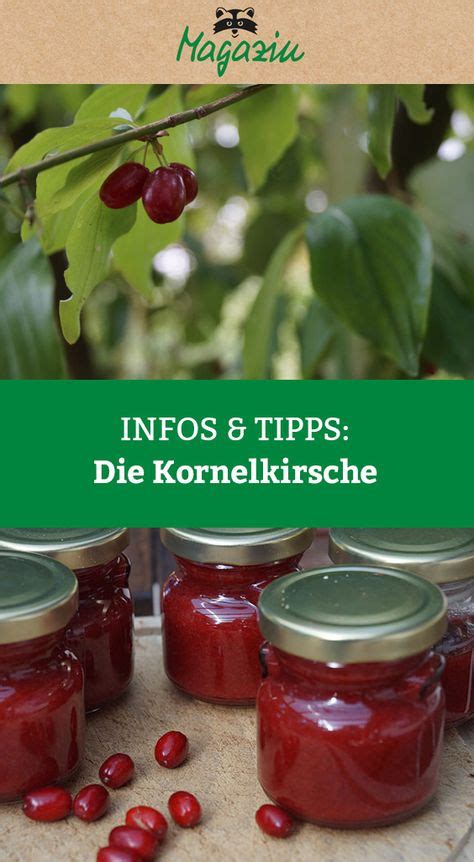 Marmelade Kornelkirschen Ideen Kornelkirsche Rezepte