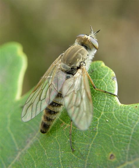 Thereva Bipunctata Female Hartlebury Common A Flickr