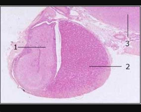 Histology Flashcards Quizlet