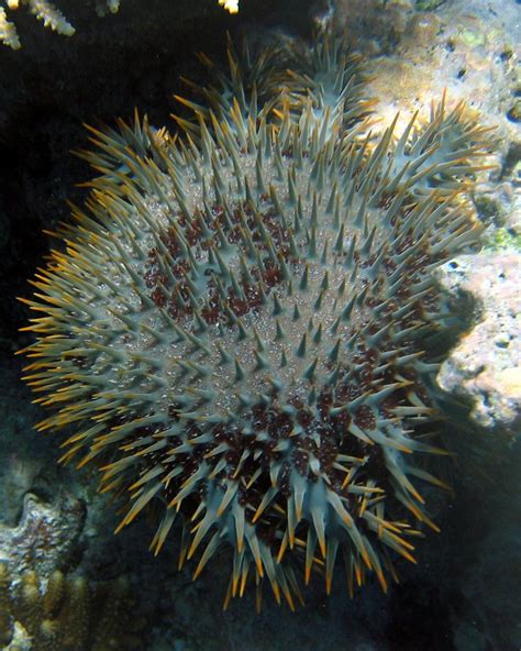 Crown of thorns starfish - Alchetron, the free social encyclopedia