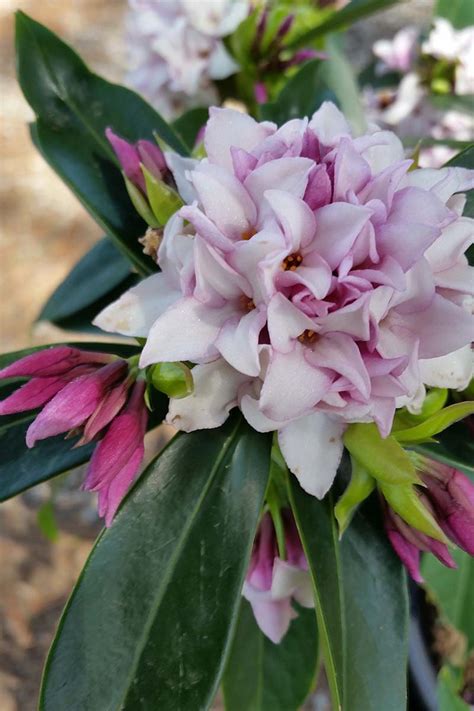 How To Grow And Care For Winter Daphne Gardeners Path