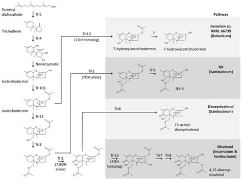 A Novel Trichothecene Toxin Phenotype Associated With Horizontal Gene