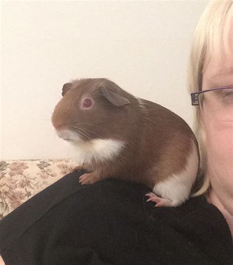 Pin On Guinea Pigs