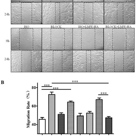 Svec A Sv Immortalized Endothelial Cell Line Derived From Mouse