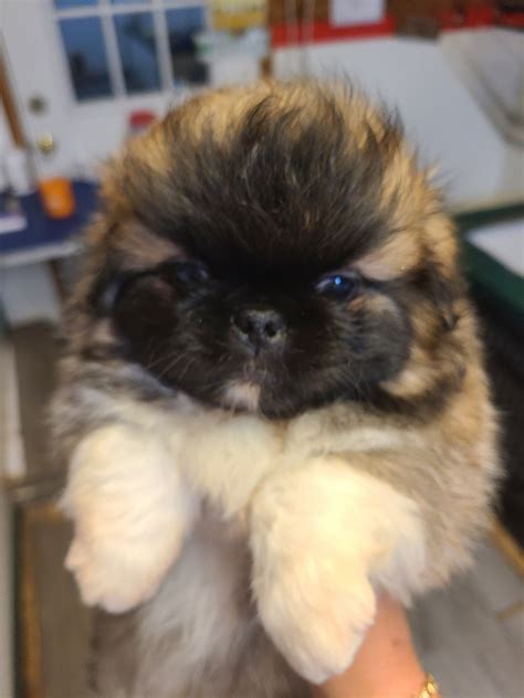 Pekingese For Sale In United States 527 Petzlover