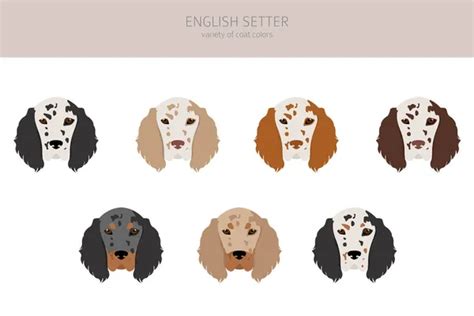 English setter colors Vector Art Stock Images | Depositphotos