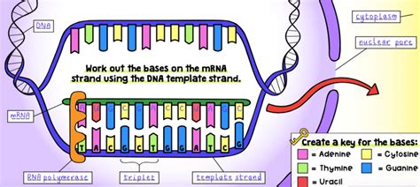 U C Protein Synthesis Biology Quizizz