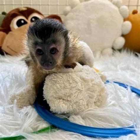 Wonderful Capuchin Monkey For Adoption Monkeys Schertz