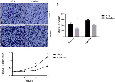 Knockdown Ck Inhibited Ovarian Cancer Cells Invasion Migration And