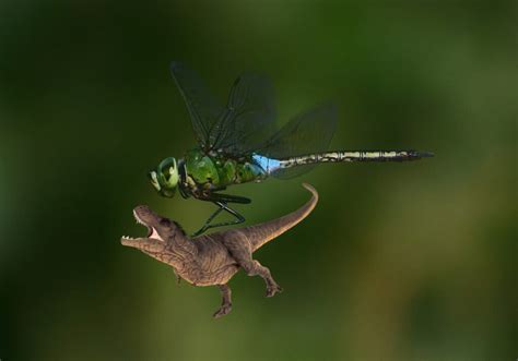 This Prehistoric Dragonfly Was Giant But Could It Really Hunt Dinosaurs