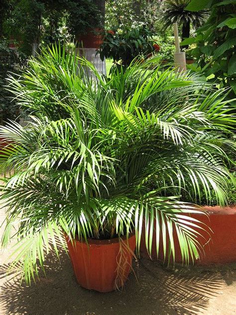 Outdoor Plants That Look Like Palm Trees Reynaldo Mackey