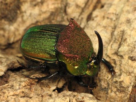 Rainbow Scarab Beetle Identification Life Cycle Facts And Pictures