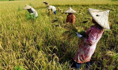 Program Pemajuan Kebudayaan Desa Sentuh Ratusan Desa