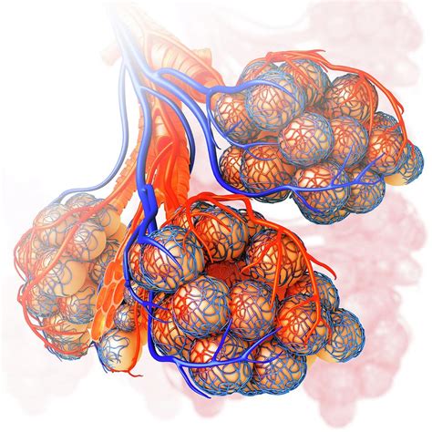 Alveoli And Capillaries Photograph By Pixologicstudio Science Photo