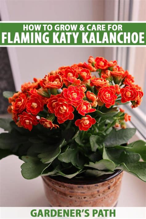 How To Grow Flaming Katy Kalanchoe Gardener’s Path