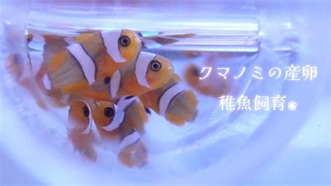 クマノミさんの繁殖に挑戦産卵 孵化 稚魚飼育 海水魚水槽 アクアリウム marine aquarium YouTube