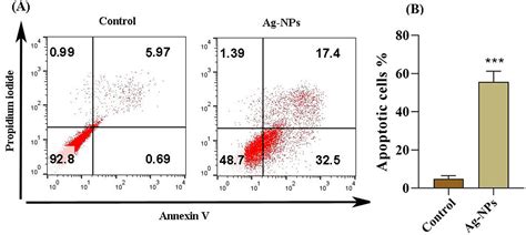 Investigation The Apoptotic Effect Of Silver Nanoparticles Ag NPs On