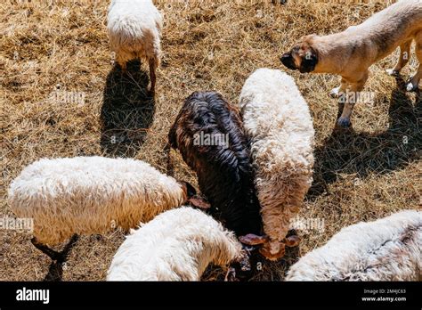 Sheep Corral Hi Res Stock Photography And Images Alamy