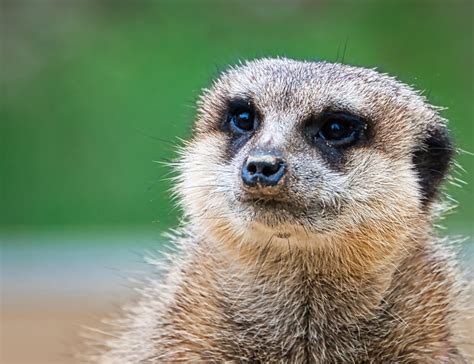 10 Marvelous Meerkat Facts About Africa's Famous Mammals