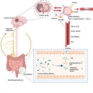 Altered Gut Microbiota Composition Leading To BBB Dysfunction