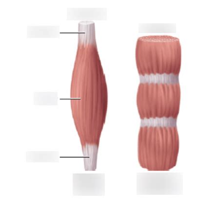 BIO 201 Fusiform And Parallel Muscle Diagram Quizlet