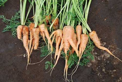 Daucus Carota