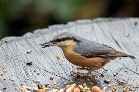 Premium Photo Close Up Of Nuthatch Feeding On Sunflower Seeds Whilst