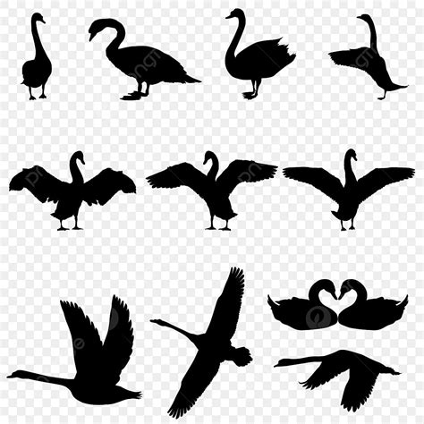 Animal Swan Silhouette PNG Free, Swan Silhouette Vector, Bird ...