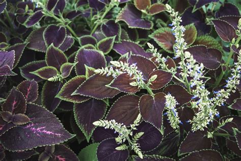 Purple Leaved Plants For The Garden Fasci Garden