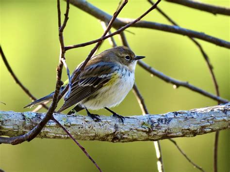 Yellow-rumped Warbler - FeederWatch