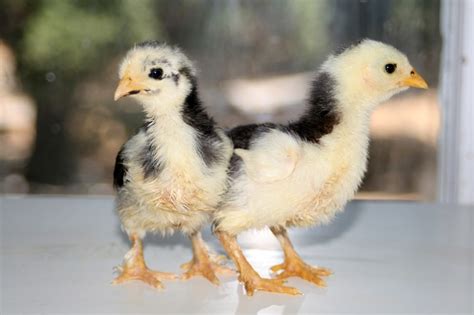 Meyer Hatchery Chicken pics anyone?? | Page 122 | BackYard Chickens