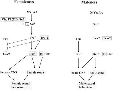 Sex Determination Pathway In Drosophila Modified From Sánchez 2008 Download Scientific