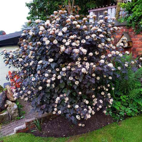 Summer Wine Ninebark For Sale Online The Tree Center
