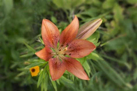 Lilia sadzenie uprawa pielęgnacja gardeneo