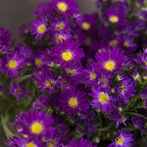 Aster Carnival Purple Fresh O Fair