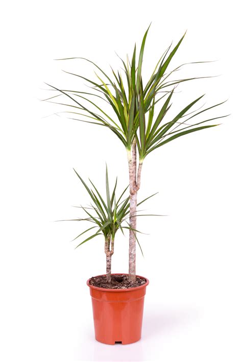 Dracaena Marginata Cane – Costa Verde Imports