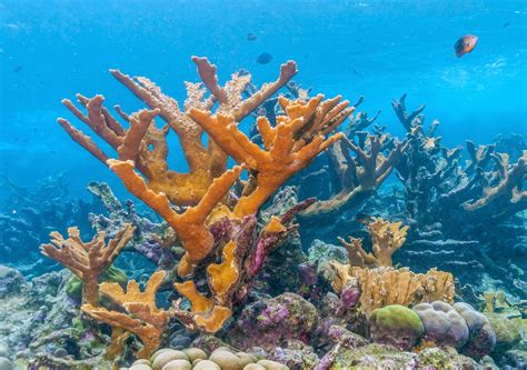 Tipos De Desenho De Coral