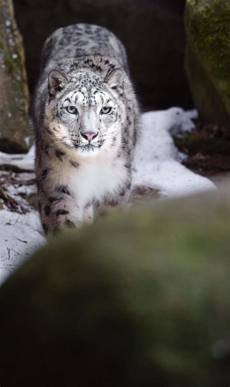 Snow leopard in zoo 19627618 Stock Photo at Vecteezy