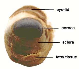 Biology Sheep Eye Dissection