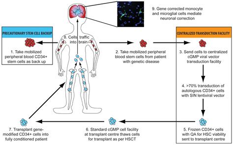 Ijms Free Full Text Current And Future Treatment Of Mucopolysaccharidosis Mps Type Ii Is