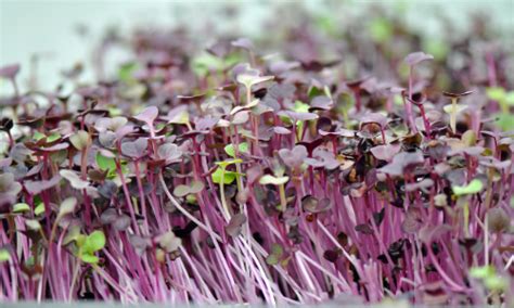 The Best Microgreens Growing Kit for Beginners - Fig & Spruce