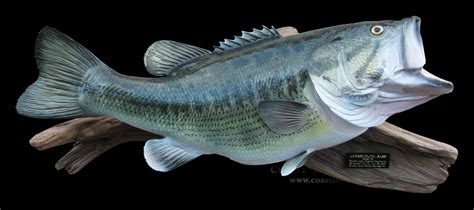 24 12 Largemouth Bass Fish Mount Replica Cclmb82