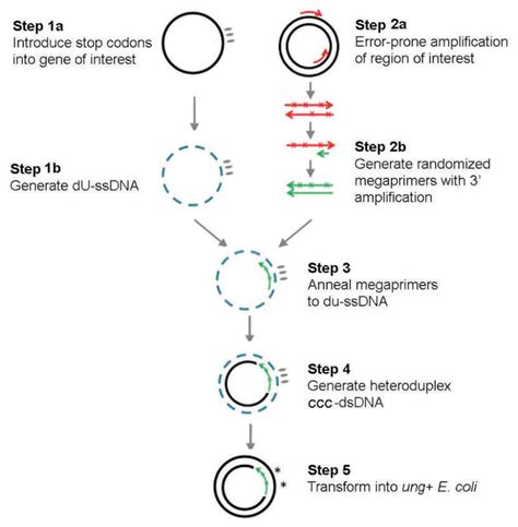 Restriction Enzyme Free Construction Of Random Gene Mutagenesis